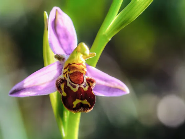 Yabani orkide — Stok fotoğraf