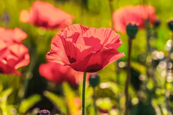 Mohnblume — Stockfoto