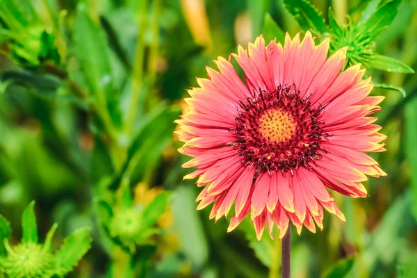 Voorjaar bloem — Stockfoto