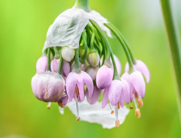 Vårblomma — Stockfoto