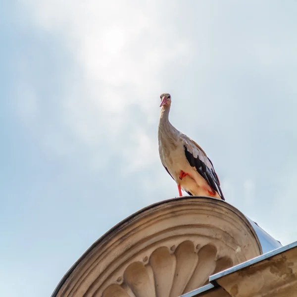 Leylek — Stok fotoğraf