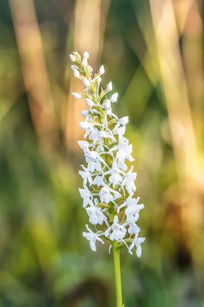 Divoká orchidej — Stock fotografie