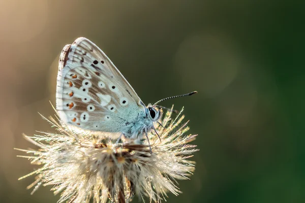 Ragfijne gevleugelde vlinder — Stockfoto
