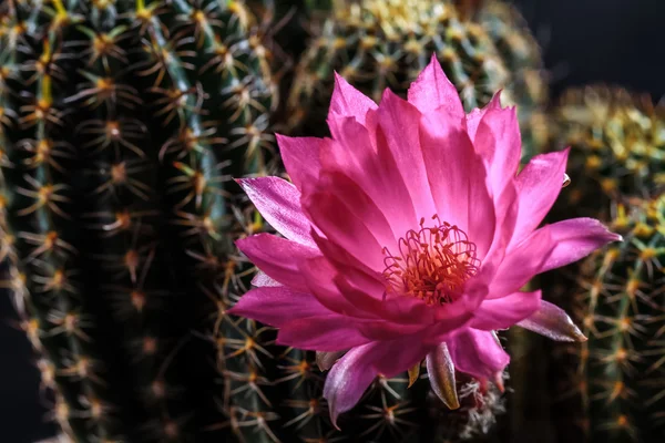 Cactus — Stockfoto