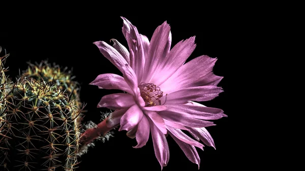 Cactus — Stockfoto