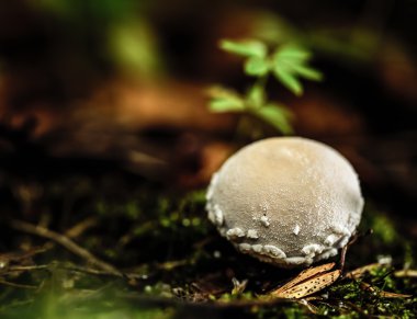 vahşi forrest mantar