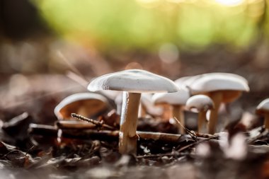 vahşi forrest mantar