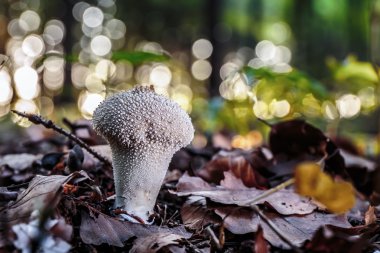 vahşi forrest mantar