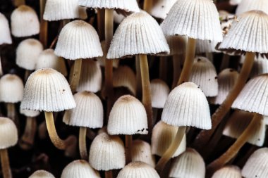 vahşi forrest mantar