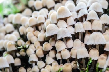 vahşi forrest mantar