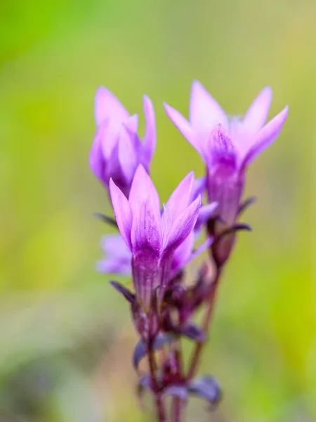 Krásné hořce — Stock fotografie