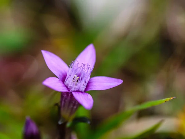 Lovely Gentian — Stock Photo, Image