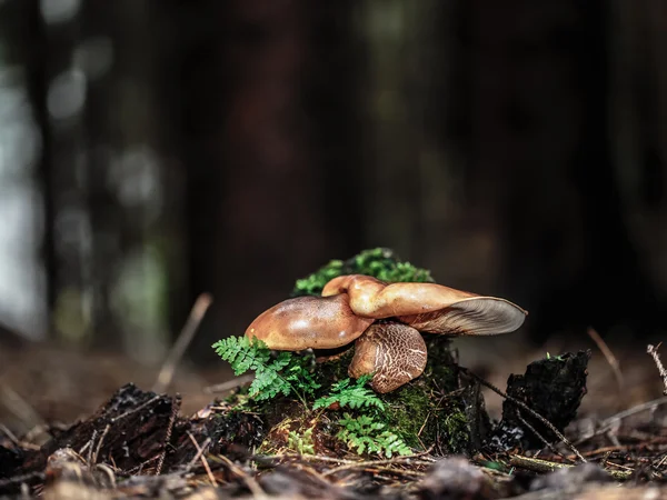 Vilda forrest svamp — Stockfoto