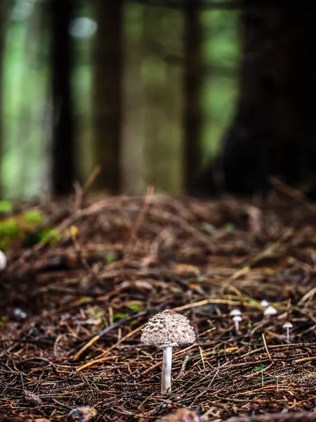 Wild forrest paddestoel — Stockfoto