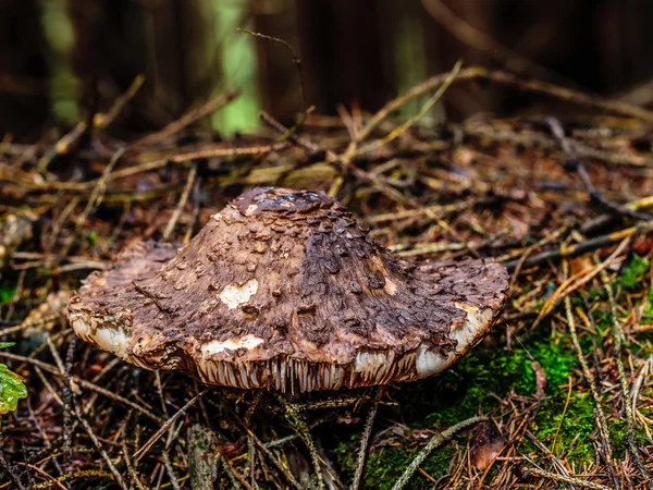 Waldpilz — Stockfoto