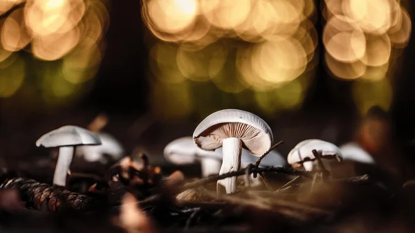 Дикий лесной гриб — стоковое фото
