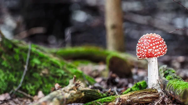 Fungo selvatico di bosco — Foto Stock