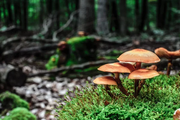 Wild forrest mushroom — Stock Photo, Image