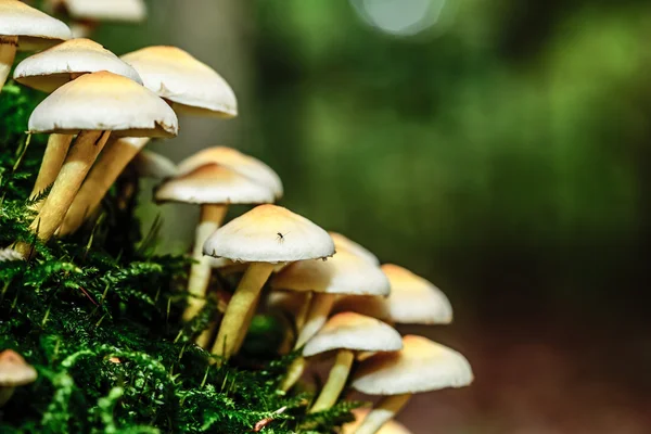 阿甘的野生蘑菇 — 图库照片