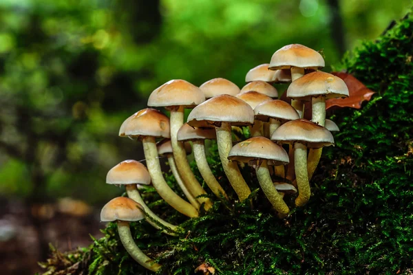 Дикий лесной гриб — стоковое фото