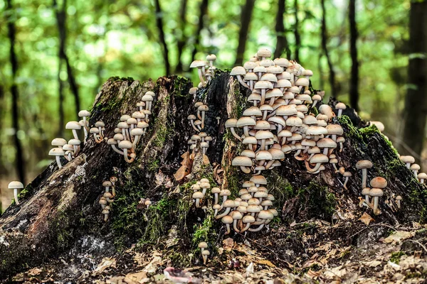 Άγριο μανιτάρι forrest — Φωτογραφία Αρχείου