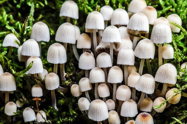 Fungo selvatico di bosco — Foto Stock