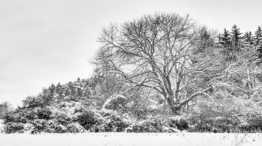 Kış Harikalar Diyarı