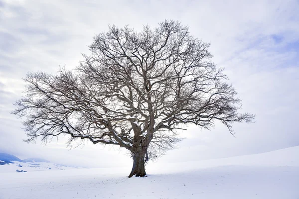 L'albero invernale solitario — Foto Stock