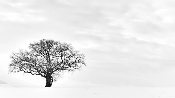 寂寞的冬天树 — 图库照片
