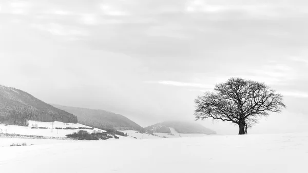 Yalnız kış ağaç — Stok fotoğraf