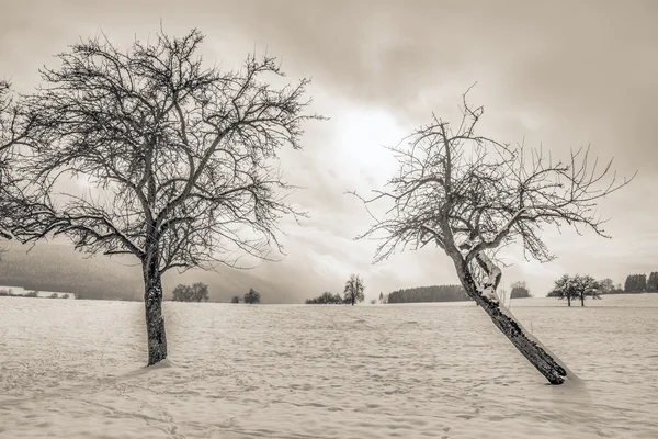 Paese delle meraviglie invernali — Foto Stock