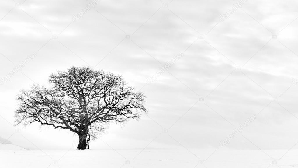 The Lonely Winter Tree