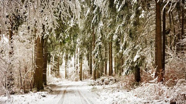 Vinterskog — Stockfoto