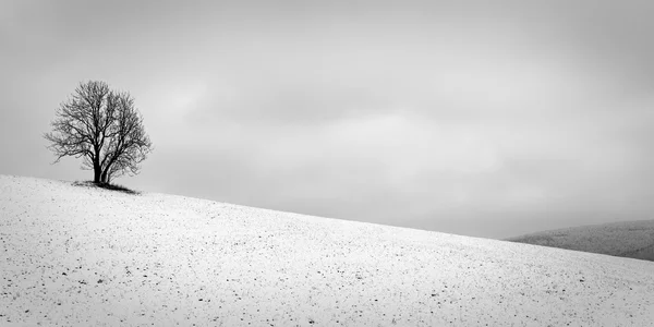 The Lonely Winter Tree — Stock Photo, Image