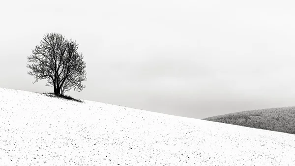 The Lonely Winter Tree — Stock Photo, Image