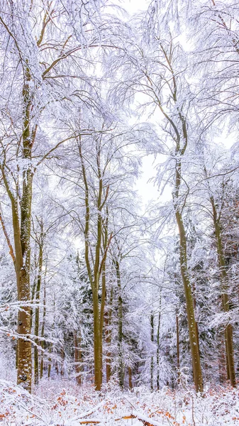 País das maravilhas do inverno — Fotografia de Stock