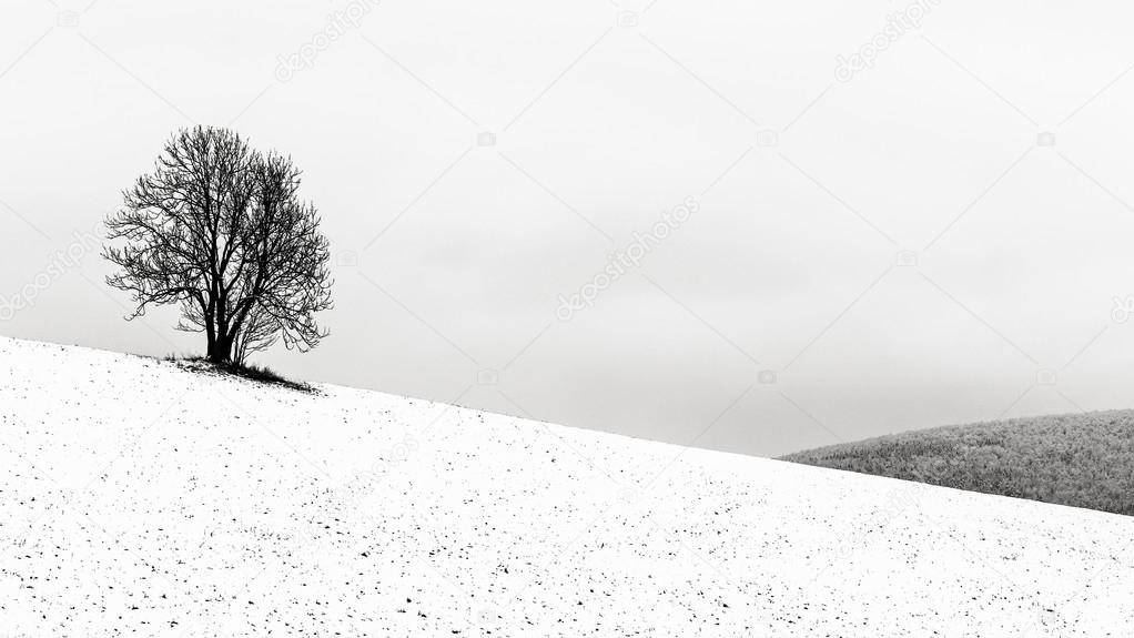 The Lonely Winter Tree