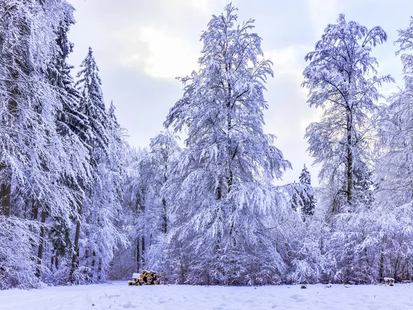 Blue Winter Forest — Stockfoto