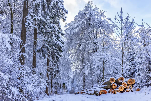 Blue Winter Forest — Stockfoto