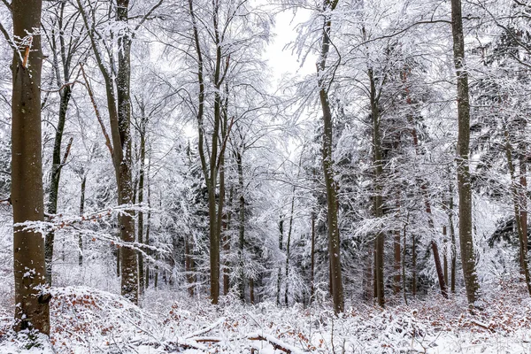 País das maravilhas do inverno — Fotografia de Stock