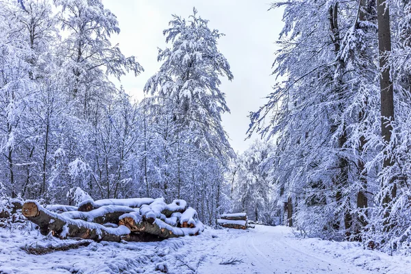 Blue Winter Forest — Stockfoto