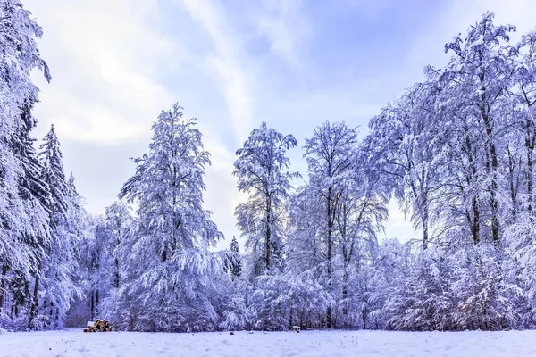 Blue Winter Forest — Stockfoto