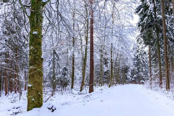 Vinterlandskap — Stockfoto