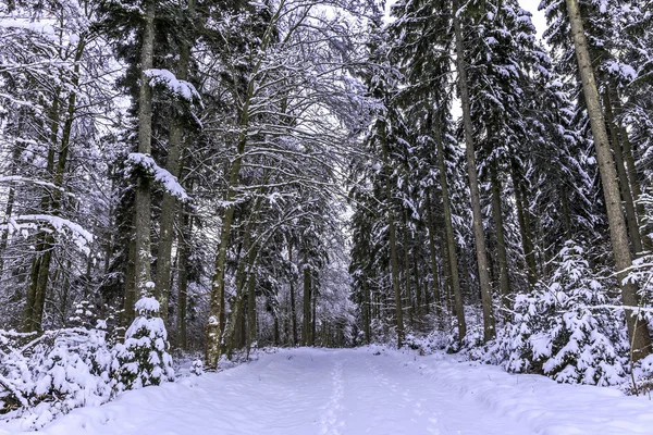 Vinterlandskap — Stockfoto