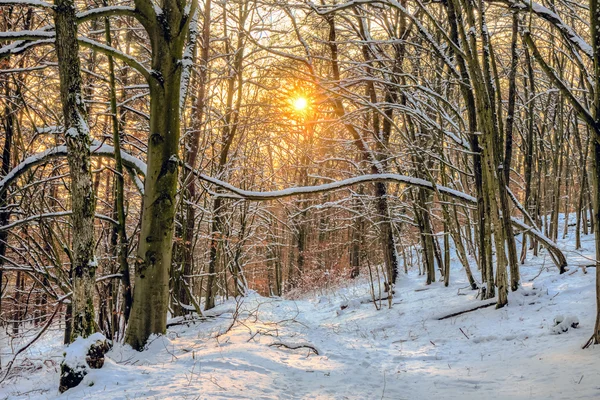 Kış orman günbatımı — Stok fotoğraf