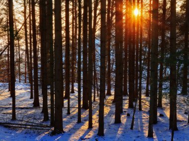 kış orman günbatımı