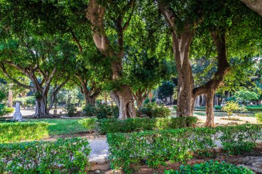 Palermo eski ağaçlar