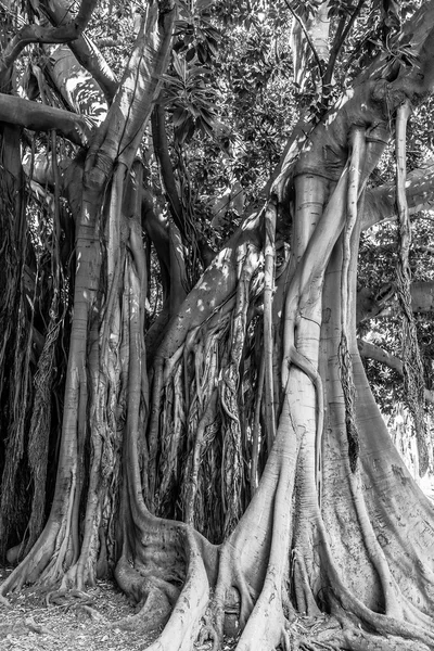 Palermo starożytnego drzewa — Zdjęcie stockowe