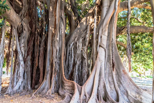 Palermo Ancient Trees — Stock Photo, Image