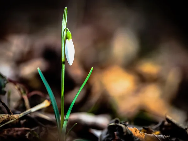 Gemensamma snowdrop — Stockfoto